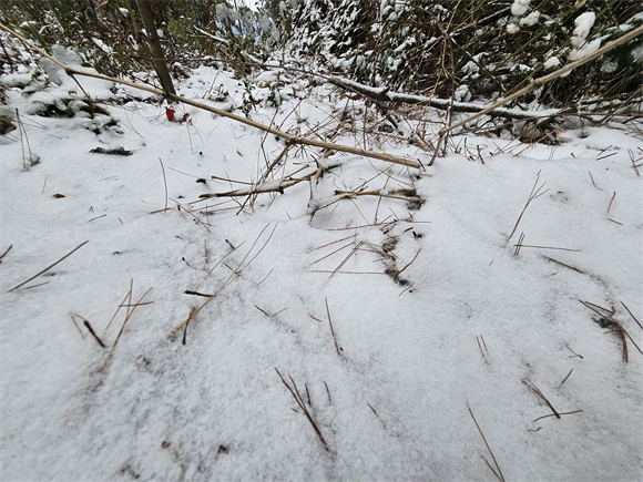 云阳部分高海拔乡镇迎来了龙年首场春雪。受访者供图 华龙网发