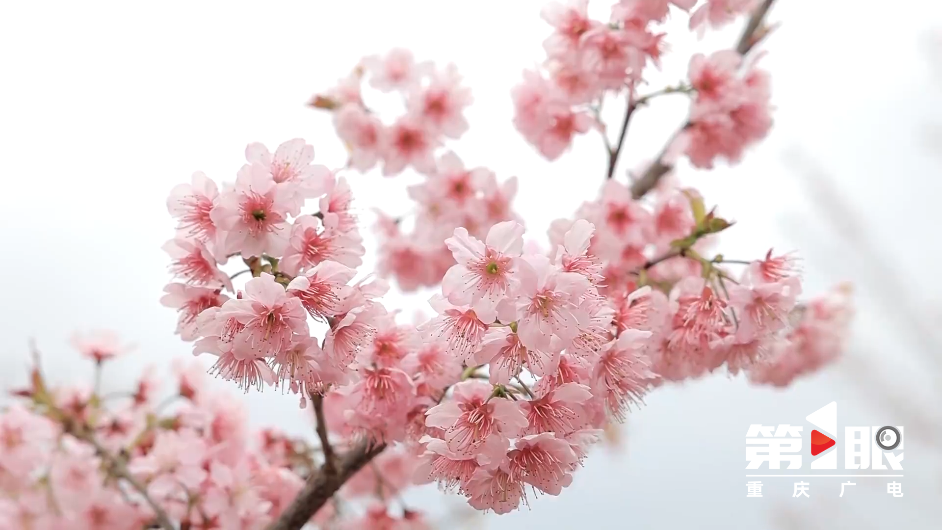 视频|邂逅春日浪漫！重庆这里的樱花盛开啦2
