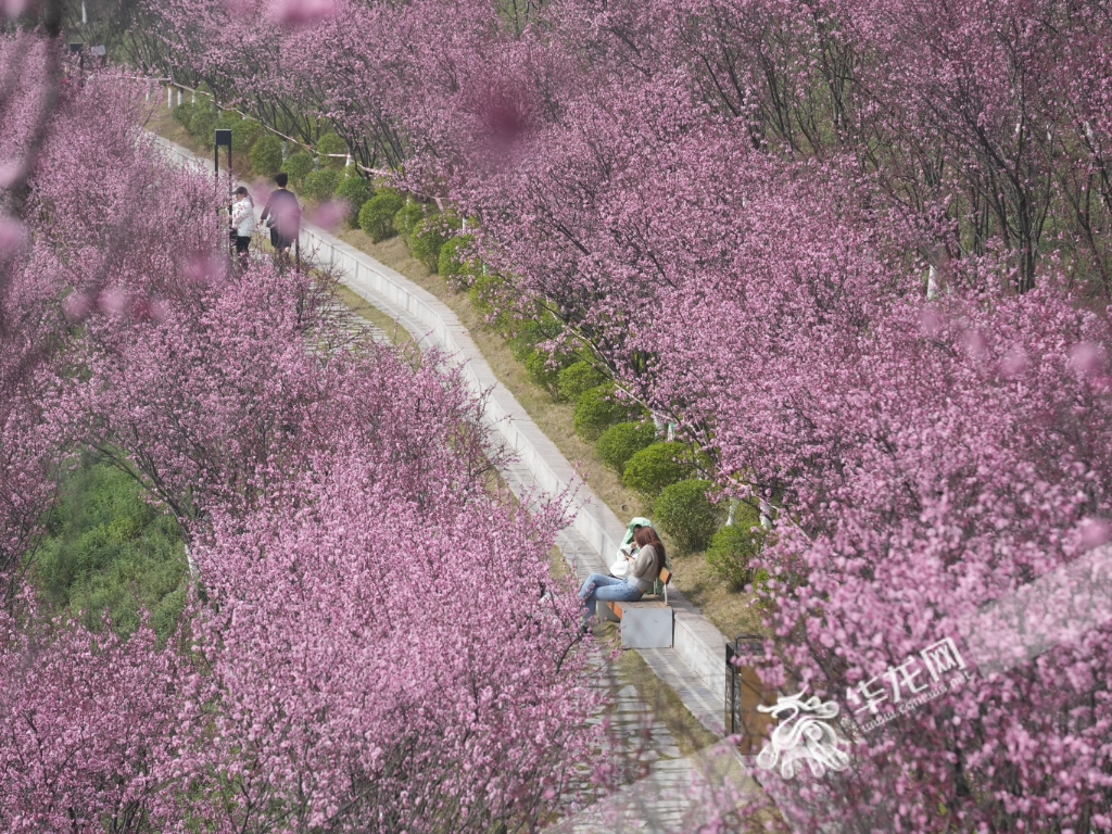 The pink beauty plum blossoms in Baitang Garden of Tiaodenghe Park at Kangzhuang Station of Line 6.