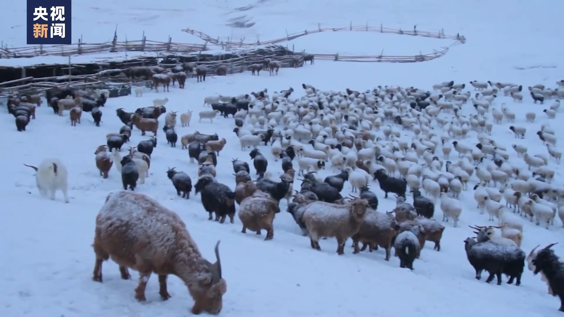 蒙古国遭受近50年不遇雪灾 暴风雪天气影响当地牧民生活2