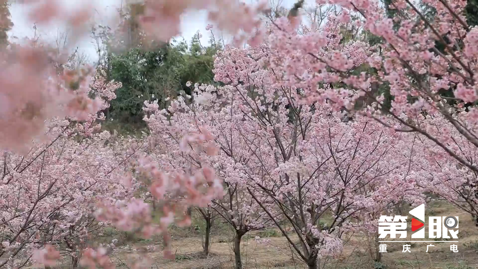 视频|邂逅春日浪漫！重庆这里的樱花盛开啦1