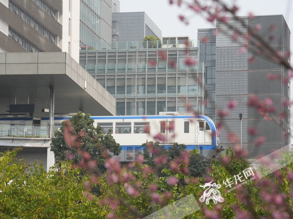The red plum blossoms below Exit 1 of Jintonglu Station of Line 3.