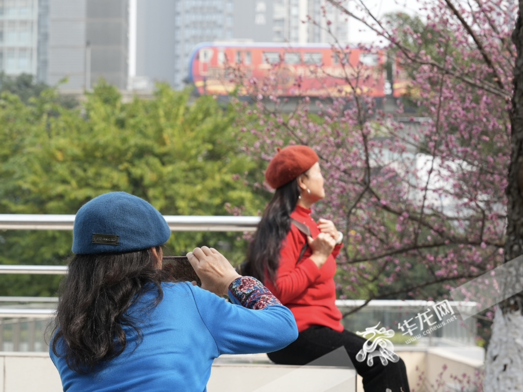 Citizens taking photos in front of beautiful “plum blossoms” in spring.