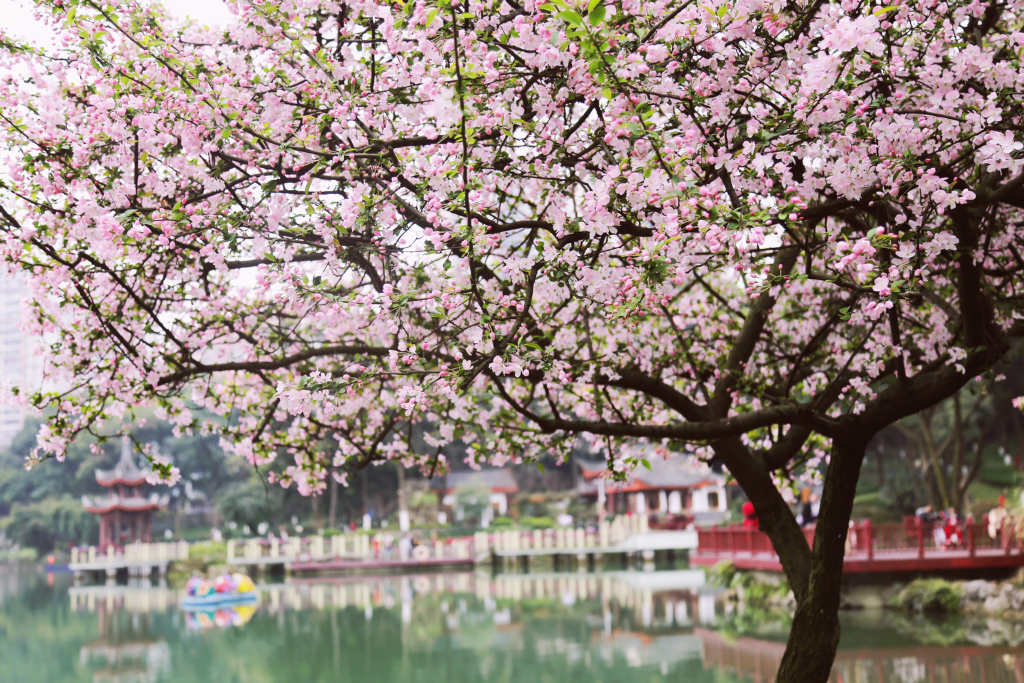 沙坪公园碧湖景区海棠花开。重庆市城市管理局供图