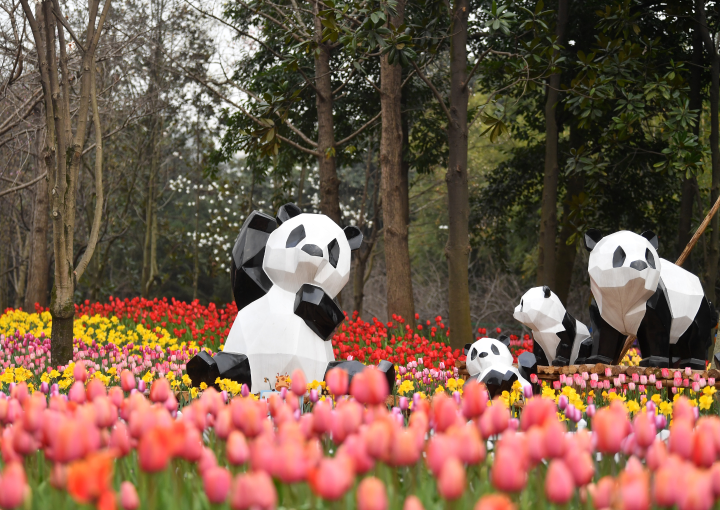 重庆动物园，郁金香花海中的“熊猫”。 记者 周邦静 摄
