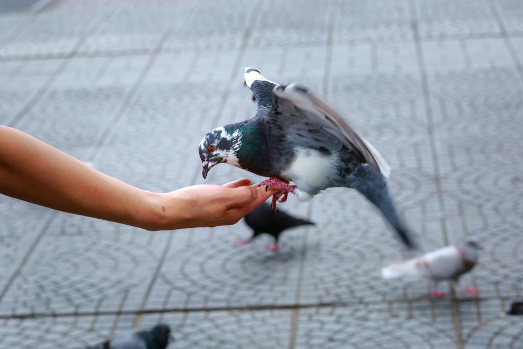 广场鸽喂养。永兴镇人民政府供图 华龙网发
