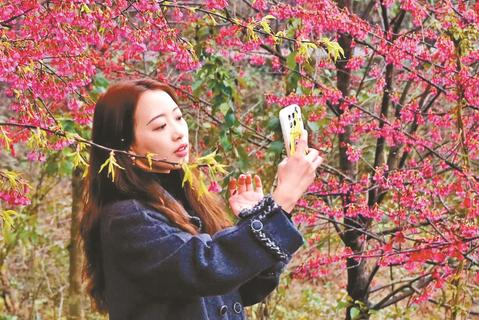 游客在猫山樱博园拍照“打卡”。记者 王茜 摄