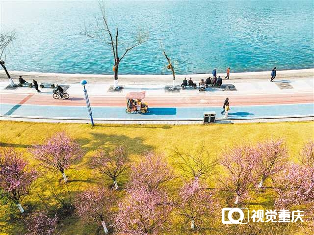 220多个点位 重庆发布“公园里的春天”赏花指南4