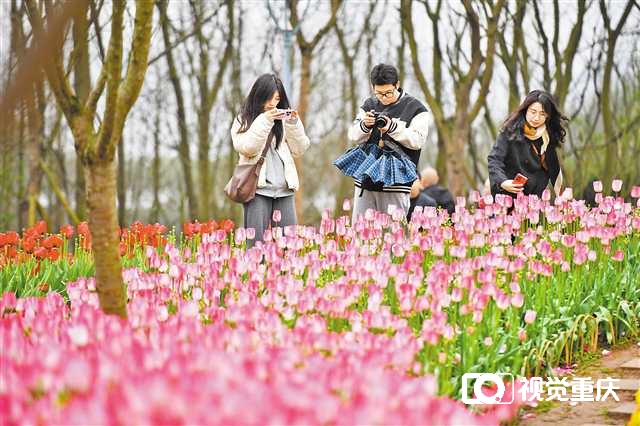 220多个点位 重庆发布“公园里的春天”赏花指南3