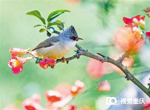 220多个点位 重庆发布“公园里的春天”赏花指南2