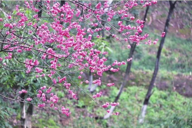 红梅花开。重庆园博园供图