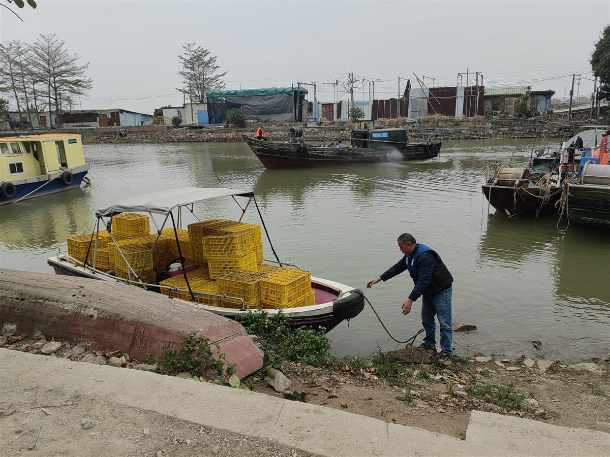 被“断桥”困住的广州三民岛：走水路自救的果农，被寄托希望的渡口4