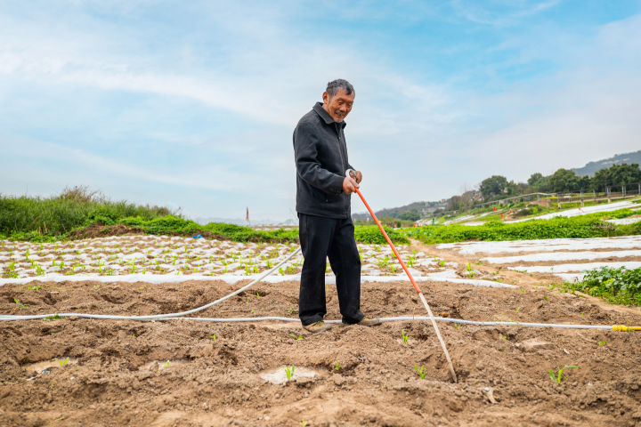 农户为新种下的玉米苗浇水。全媒体记者 刘映呈 摄
