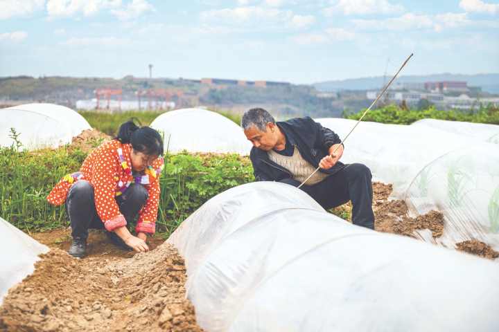 农户固定保护膜保障作物的生长。全媒体记者 刘映呈 摄