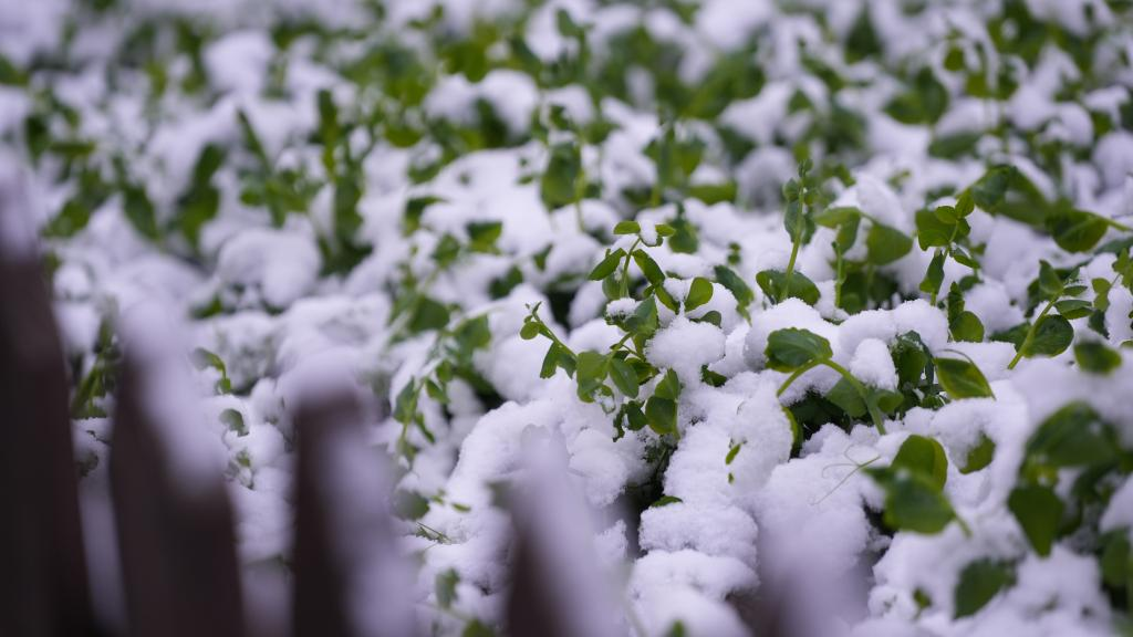 Pea seedlings showing new shoots in the snow