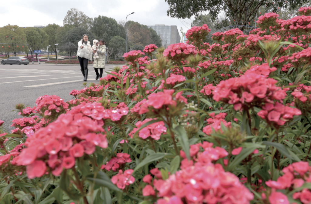 东岳广场鲜花盛开，引得市民驻足观赏。