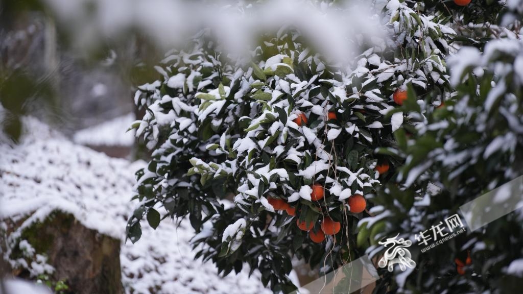 柑橘在白雪的映衬下分外亮眼。