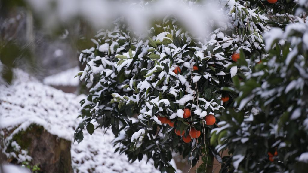 Tangerines becoming bright against the snow