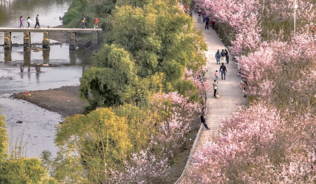 七塘镇石鼻子樱花园樱花盛开，吸引游客前来观赏。