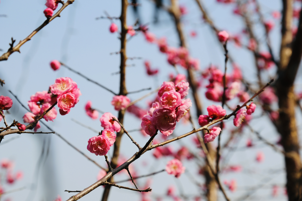 The blooming plum blossoms in the scenic area (Photo provided by Mexin Wine Town)