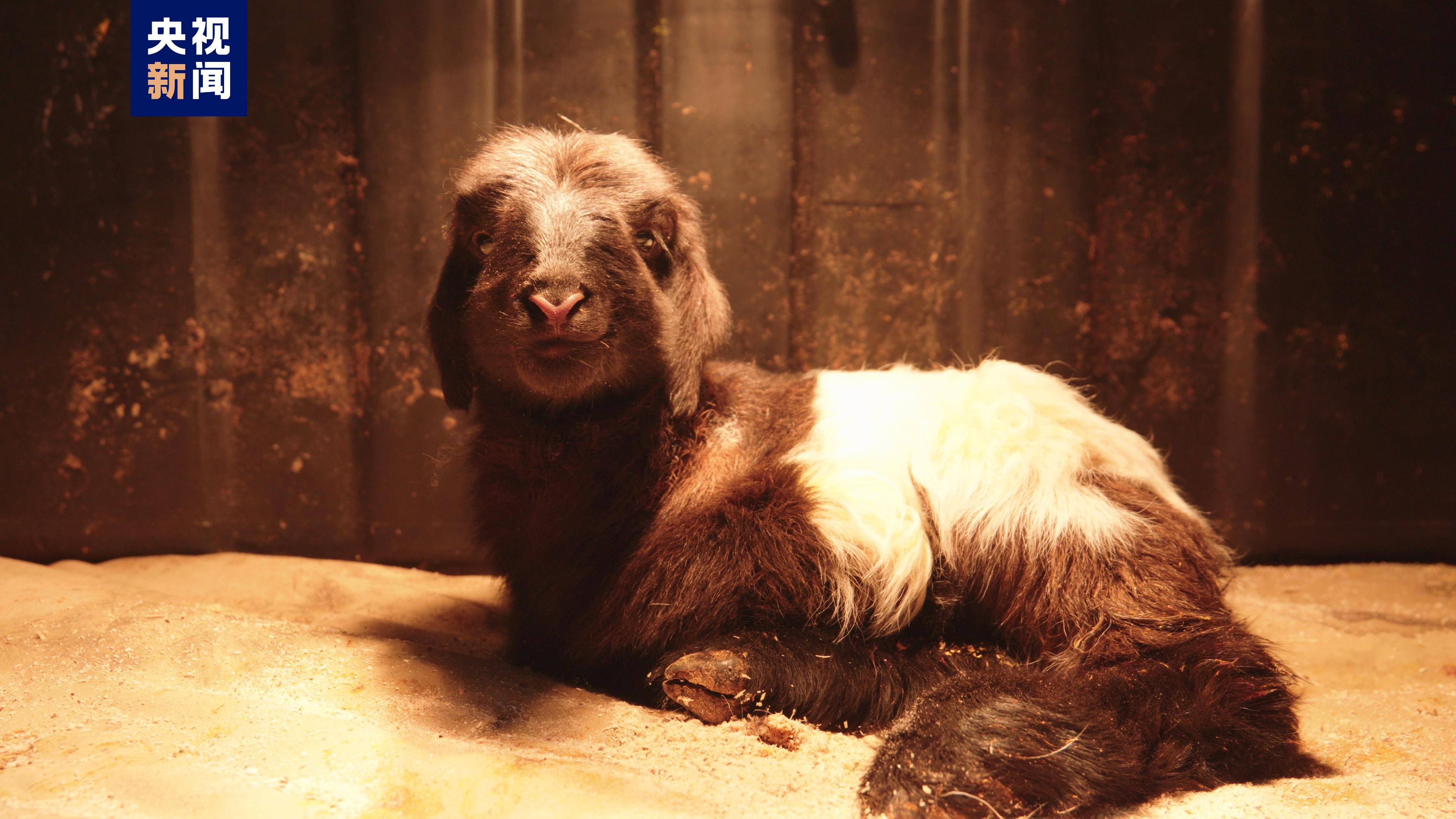 世界首例克隆藏羊在青海诞生2