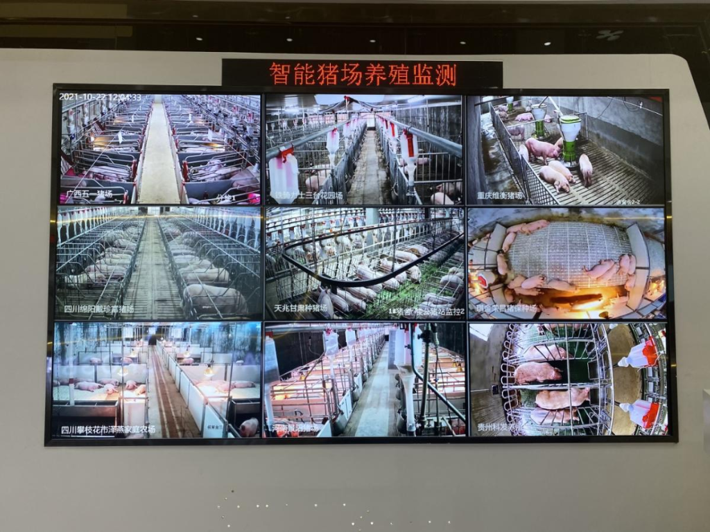国家级生猪大数据中心智能猪场养殖监测 重庆联通供图 华龙网发