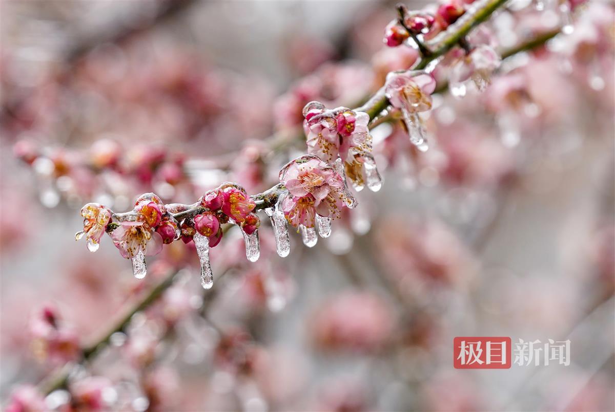 Freezing rain+first snow, rare ice beauty in Wuhan 3