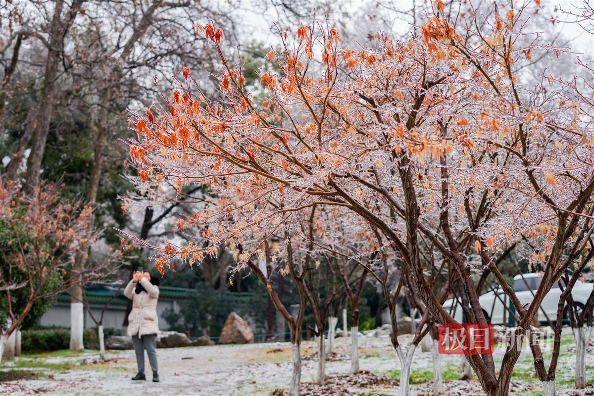 Freezing rain+first snow, rare ice beauty in Wuhan 7