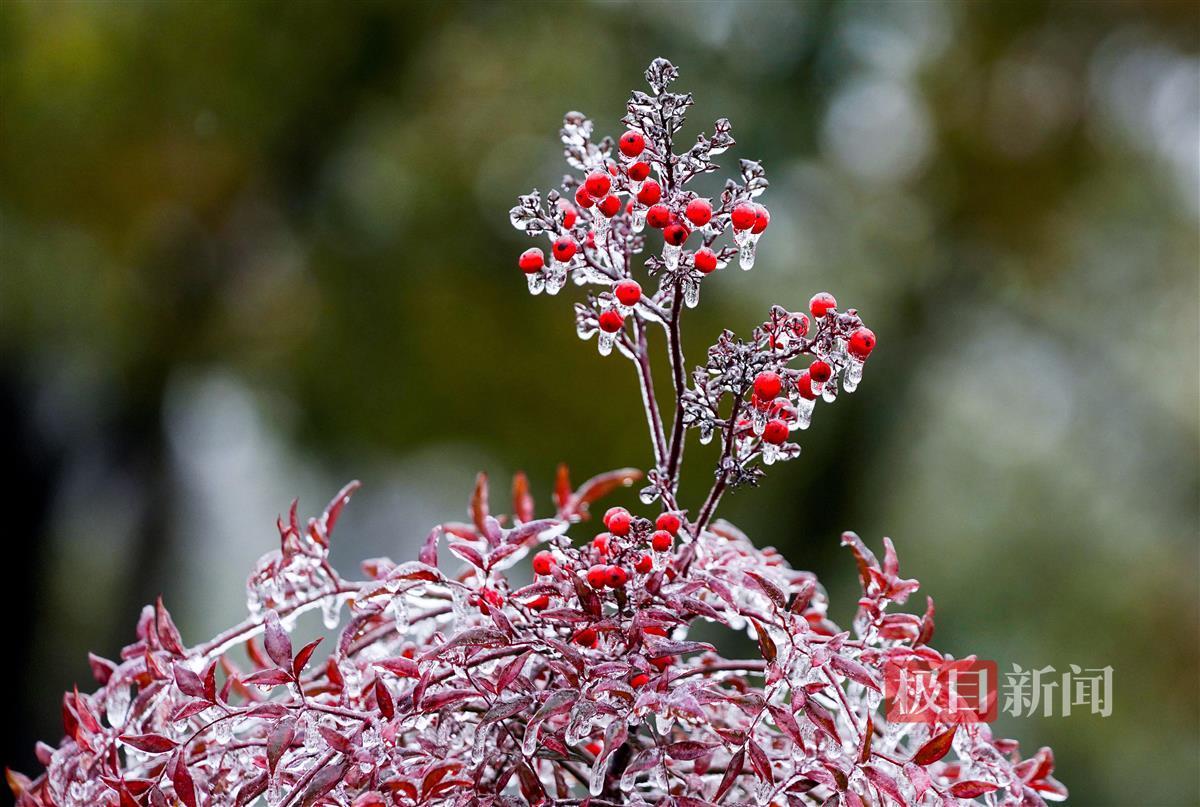 Freezing rain+first snow, rare ice beauty in Wuhan 9