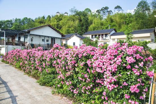 花团锦簇的农家小院。