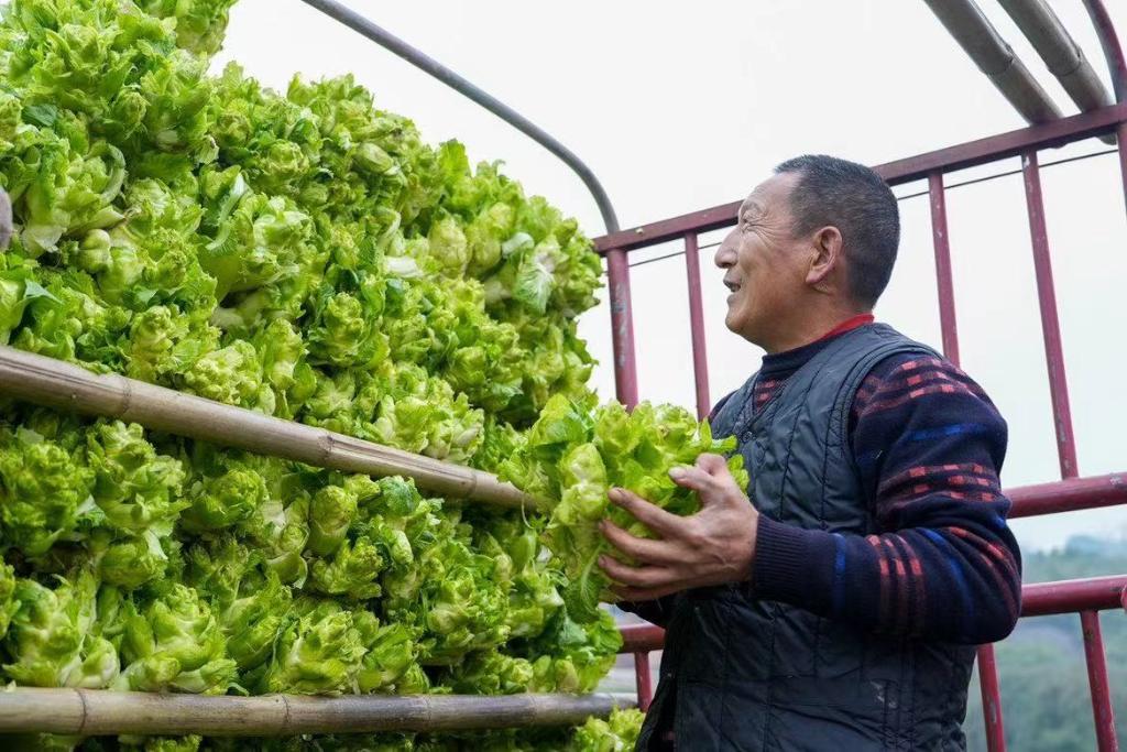 重庆璧山区永丰农业合作社，种植户给采摘的儿菜装车。受访者供图
