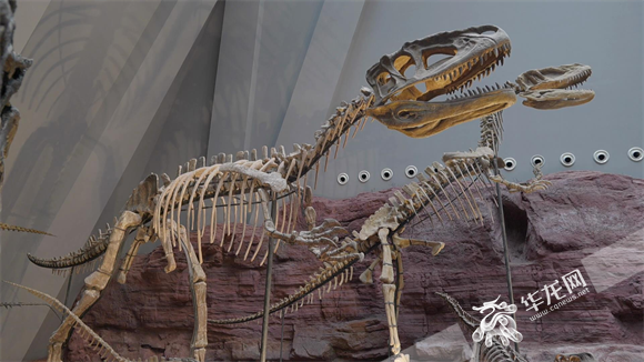 北碚自然博物馆恐龙化石。华龙网记者 张彬焱 摄.png