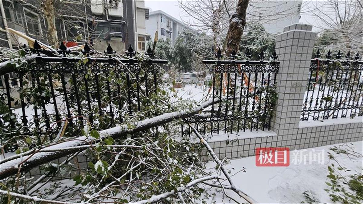 武汉大雪天气不少车辆被坠落树枝砸中，保险公司：只要购买车损险即可申请理赔1