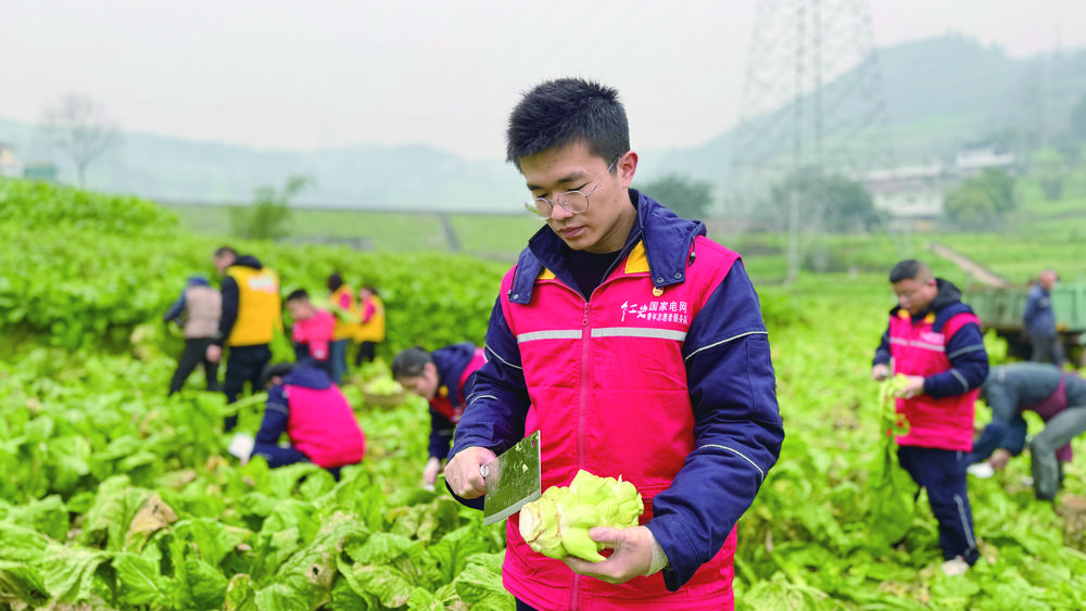 志愿者助农收砍青菜头。记者 蒋欢 摄