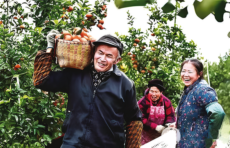 柑橘喜获丰收，村民笑开颜。受访单位提供供图
