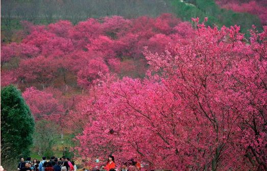 重庆江津美樱花海第八届红樱花节即将启幕（资料图）。受访者供图