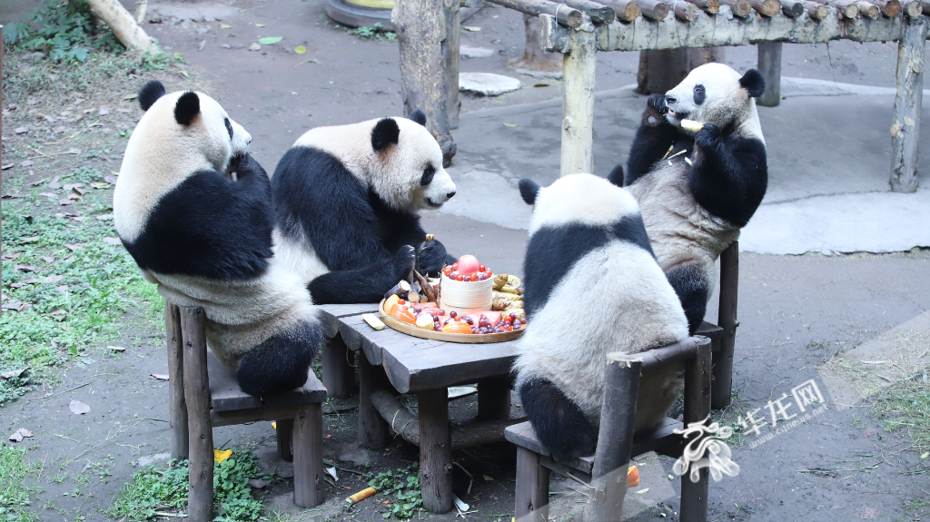 “Shuangshuang, Chongchong, Xixi and Qingqing” sitting around a table, and enjoying their “Reunion Dinner”