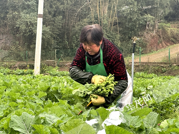 当地农户正在采摘油菜苔。华龙网记者  刘岱松 摄