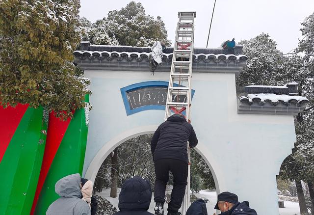 武汉暴雪两只孔雀被冻在墙上，景区工作人员：已成功救下，状态良好，后期会圈养躲避寒流2