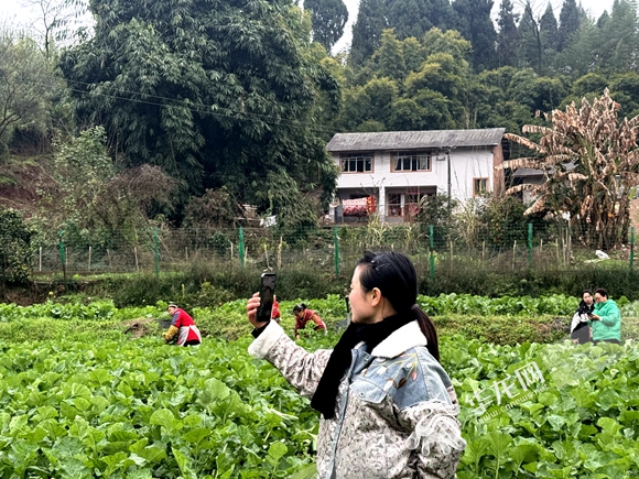 大足区回龙镇幸福村,助农主播正在为油菜苔带货。 华龙网记者 刘岱松 摄