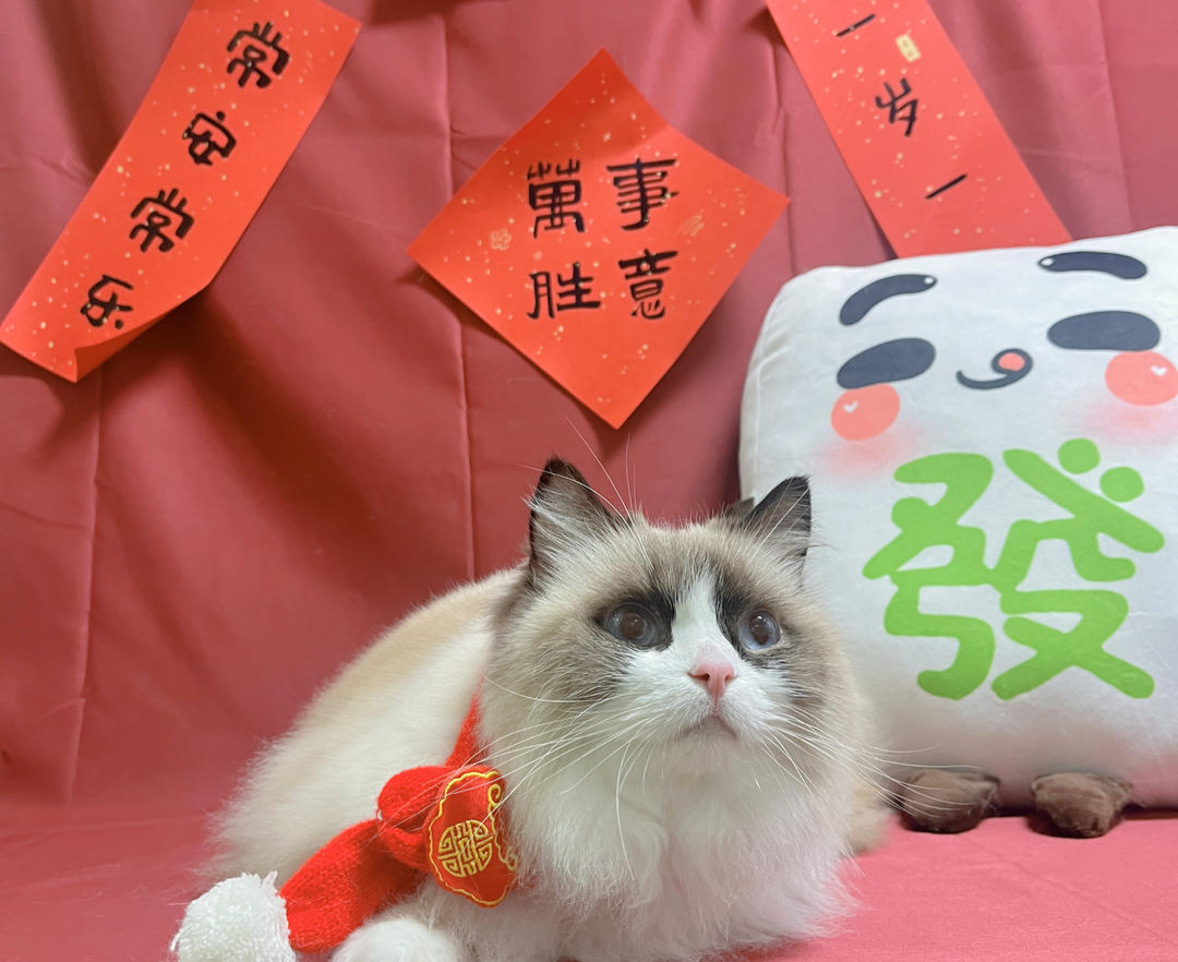 宠物也能“在家过年”！上门喂养服务火爆，一博主称10天收入近万元1