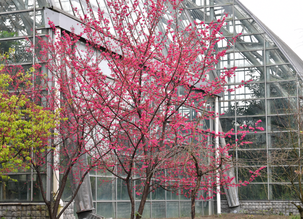 南山植物园梅花。受访单位供图