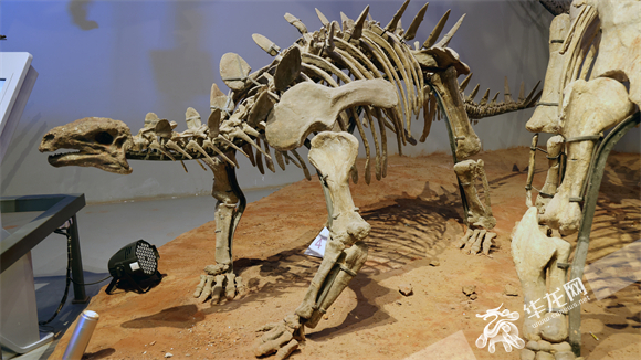 2展示中的恐龙化石。华龙网记者 李燊 摄.jpg
