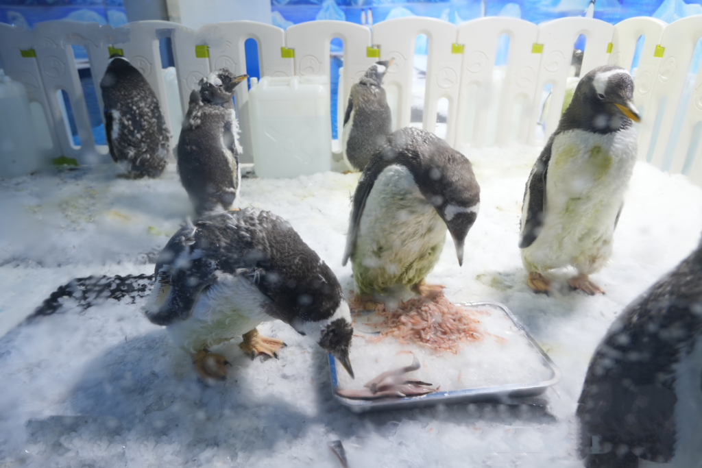 Penguins enjoyed the ‘seafood hot pot’. (Photo provided by the interviewee)