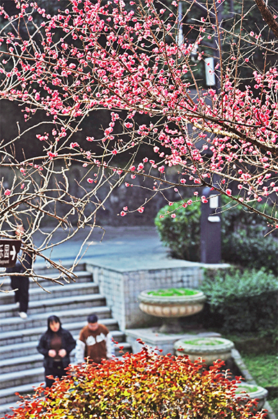 The blooming red plum blossom (Photo provided by Zhao Yong)