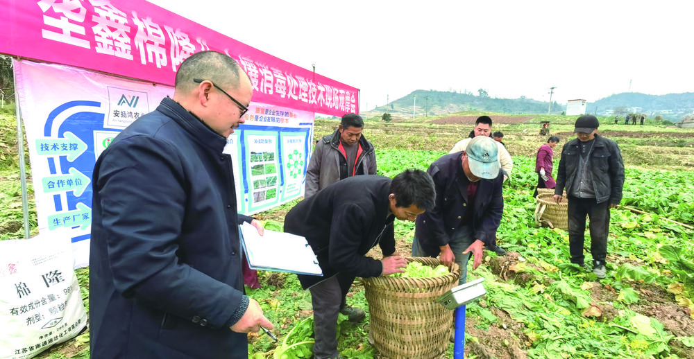 青菜头种植专家对“垄鑫棉隆”土壤消毒技术试验田进行现场测产。记者 夏林 摄