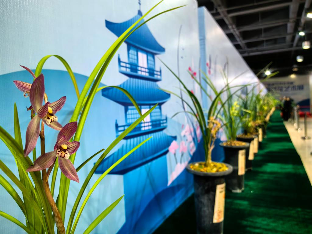 Some of the orchids have already been arranged in the exhibition venue. (Photo provided by the interviewee)