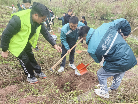 重庆邮政北碚片区分公司员工代表正在技术专家的指导下进行栽种树苗。华龙网记者 李成 摄