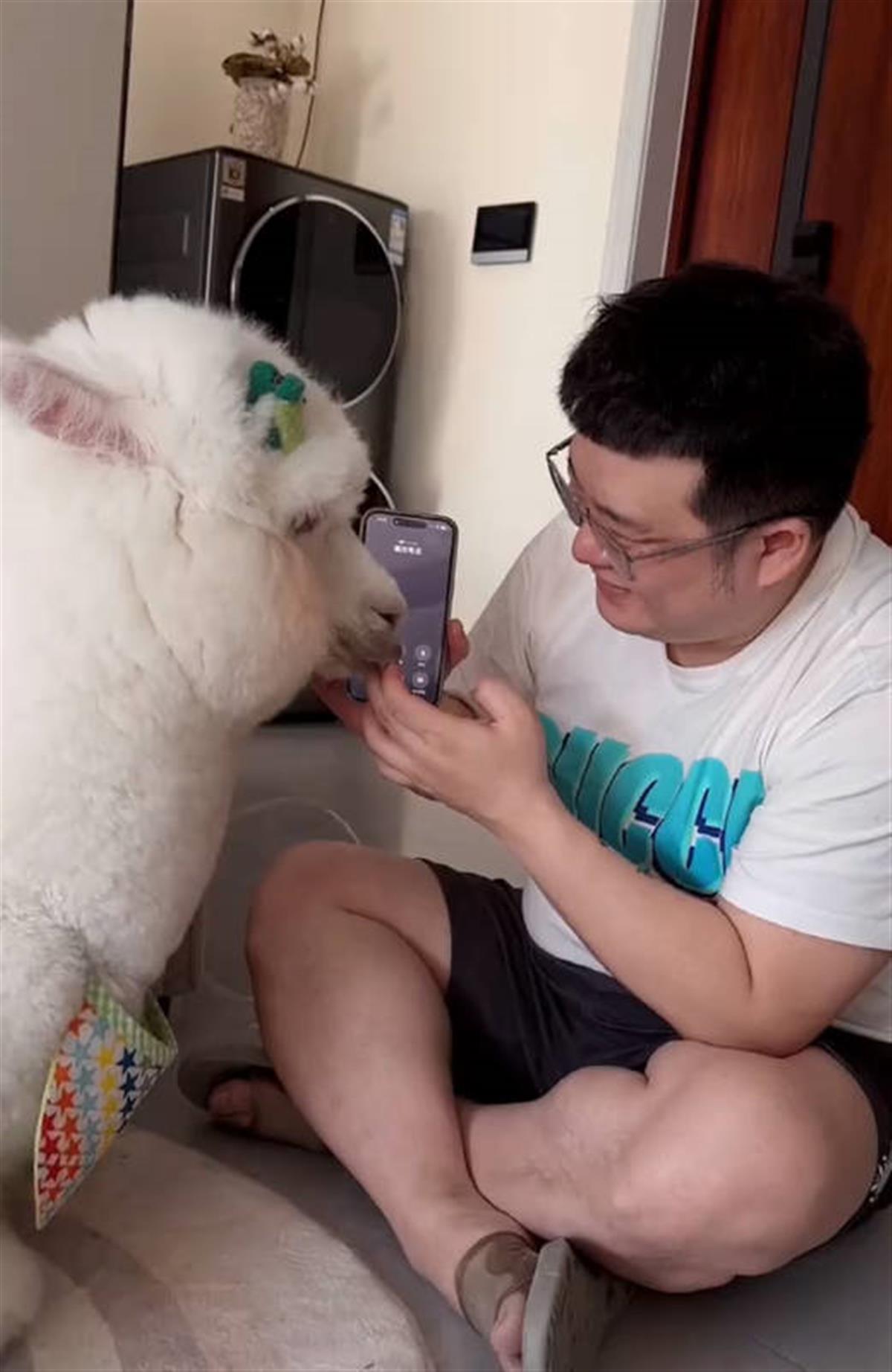 羊驼接诈骗电话只会“嗯”，骗子被气得怒挂电话？视频发布者称系演绎拍摄