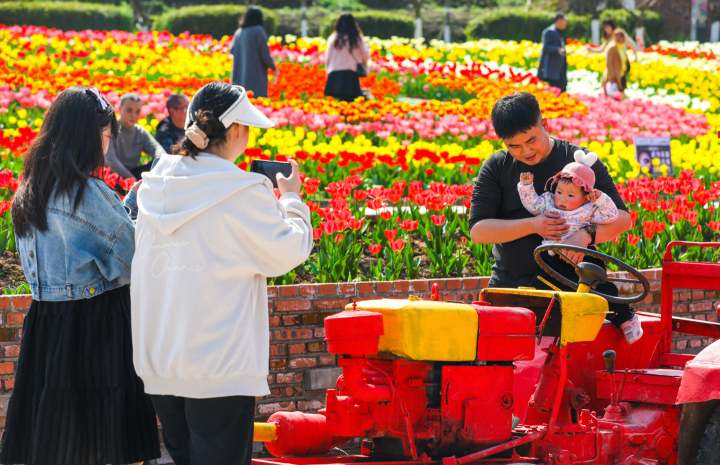 色彩缤纷的郁金香，吸引了众多游客前来观赏。记者 龚长浩 摄